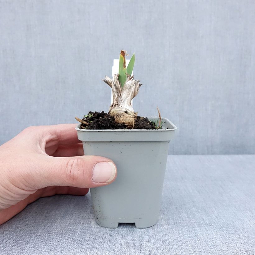 Exemplar von Iris Barbata-Media Bedtime Story - Mittelhohe Bart-Iris Kleine Töpfe von 8/9 cm wie im Frühjahr geliefert
