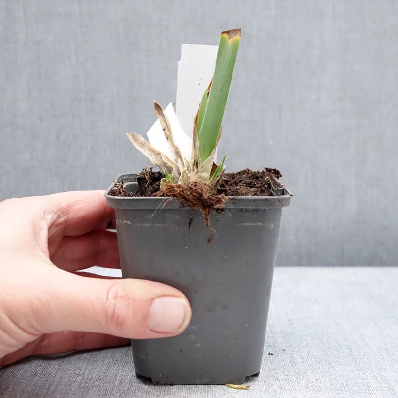 Exemplar von Iris Big Blue Eyes - Schwertlilie Kleine Töpfe von 8/9 cm wie im Winter geliefert