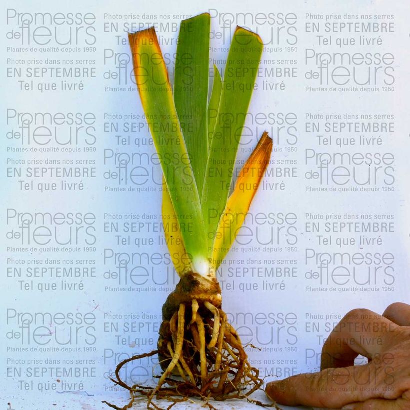 Example of Iris Big Dipper - Schwertlilie Kleine Töpfe von 8/9 cm as you get