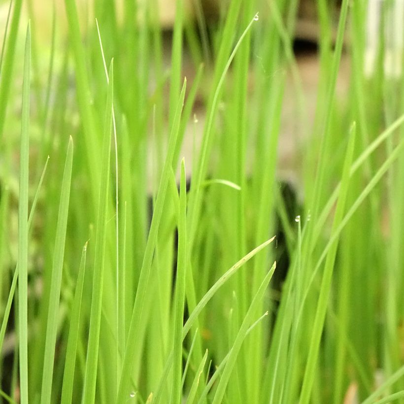 Iris bulleyana - Bulley-Schwertlilie (Foliage)