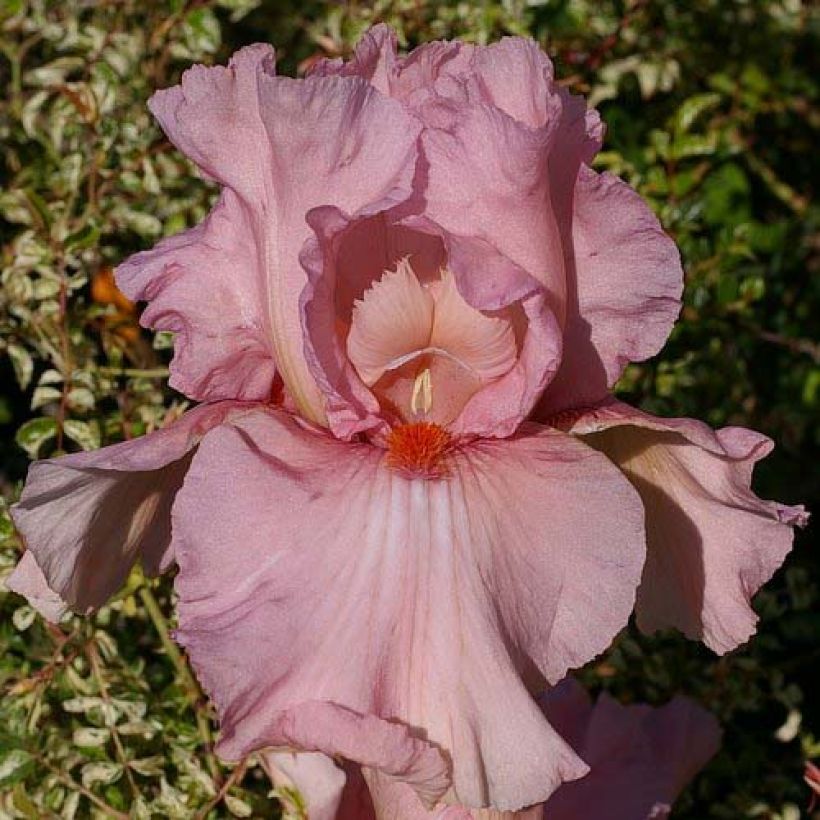 Iris Caprice de Star - Schwertlilie (Flowering)