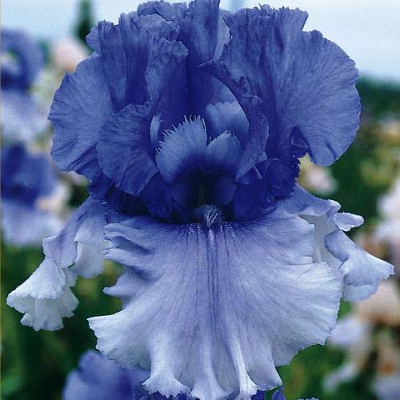 Iris Cascade Springs - Schwertlilie (Flowering)