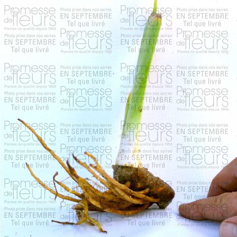 Example of Iris Champagne Frost - Schwertlilie Kleine Töpfe von 8/9 cm as you get