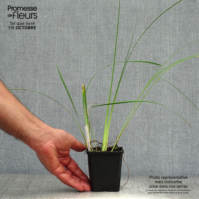 Example of Iris chrysographes Black Knight - Goldstreifen-Schwertlilie Kleine Töpfe von 8/9 cm as you get in automne