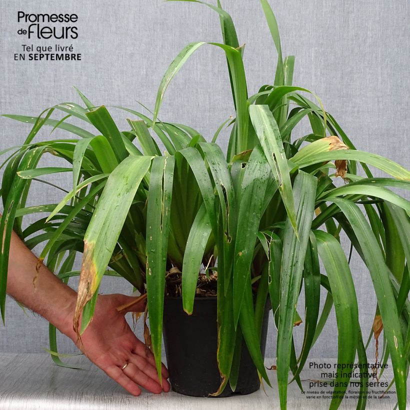 Example of Iris confusa Martyn Rix - Bambusiris Topf mit 3L/4L as you get in automne