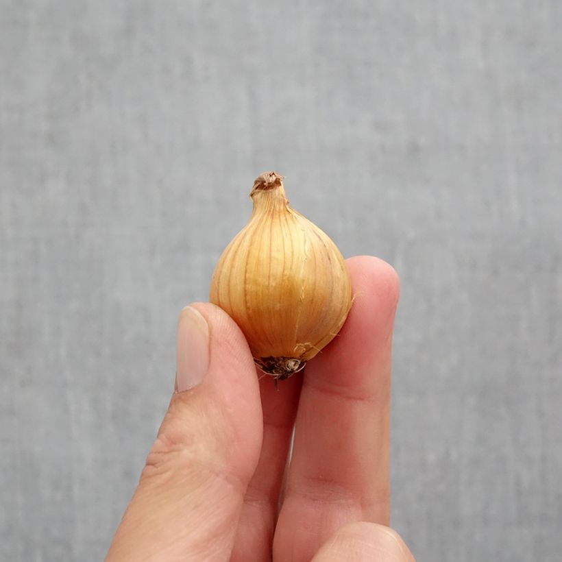 Exemplar von Iris hollandica Apollo - Holländische Schwertlilie Zwiebel Kaliber/Größe 10+ wie im Herbst geliefert