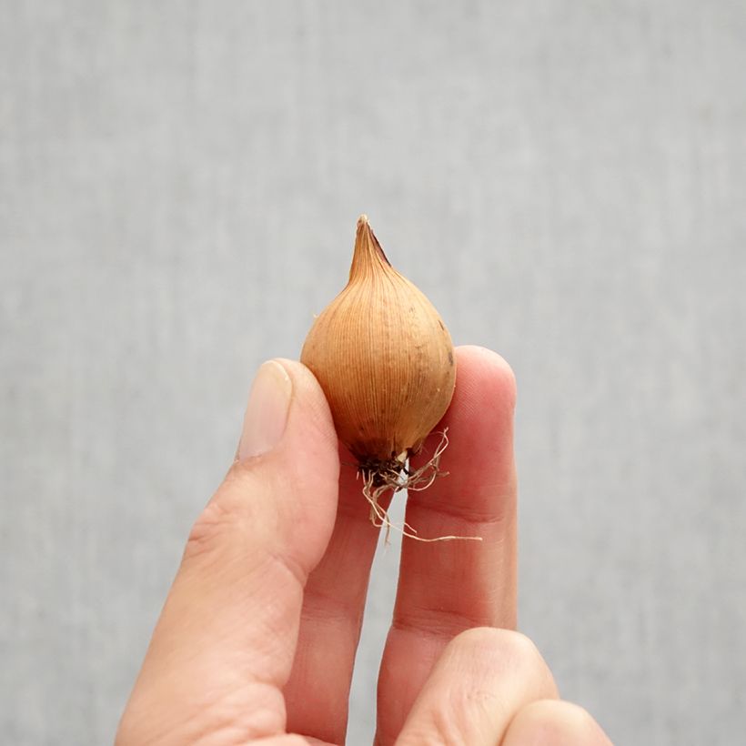 Exemplar von Iris hollandica Blue Magic - Holländische Schwertlilie Zwiebel Kaliber/Größe 8 wie im Herbst geliefert