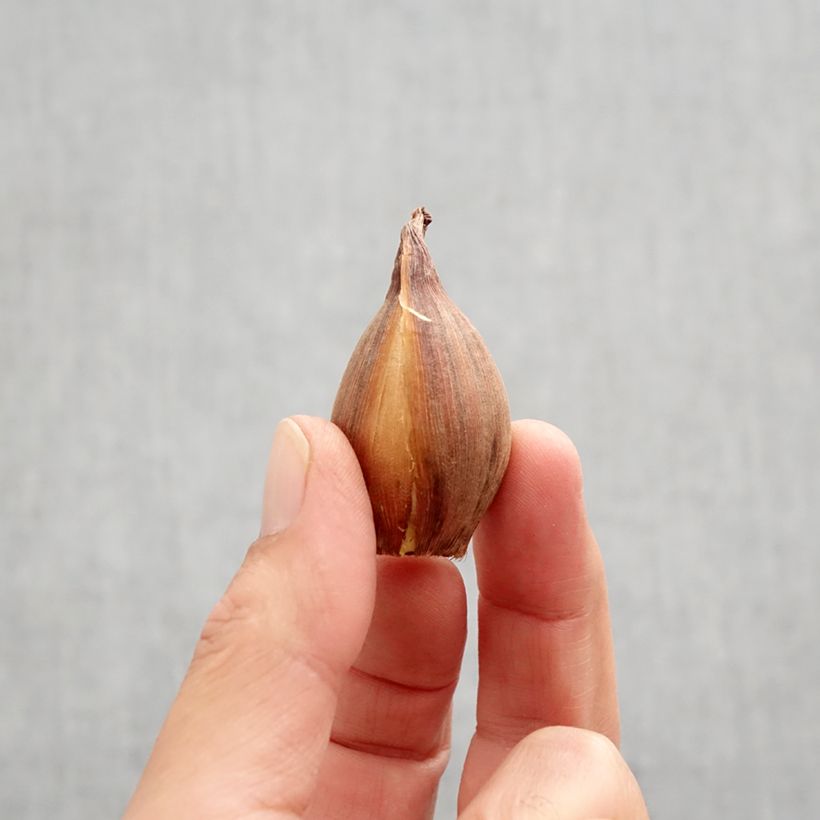 Exemplar von Iris hollandica Bronze Perfection - Holländische Schwertlilie Zwiebel Kaliber/Größe 8+ wie im Herbst geliefert