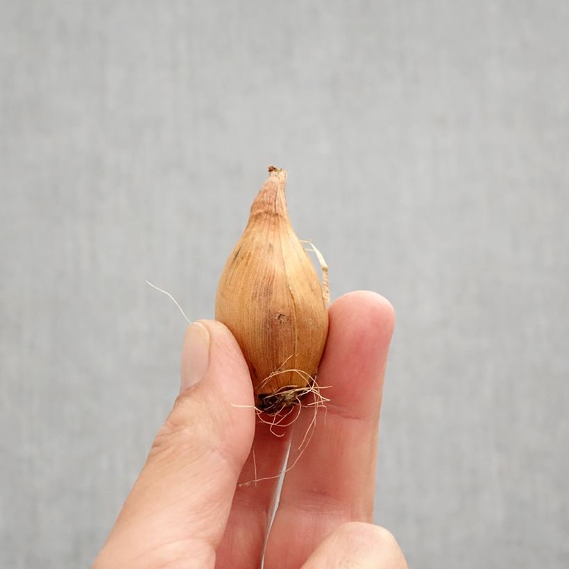 Exemplar von Iris hollandica Golden Harvest - Holländische Schwertlilie Zwiebel Kaliber/Größe 8+ wie im Herbst geliefert