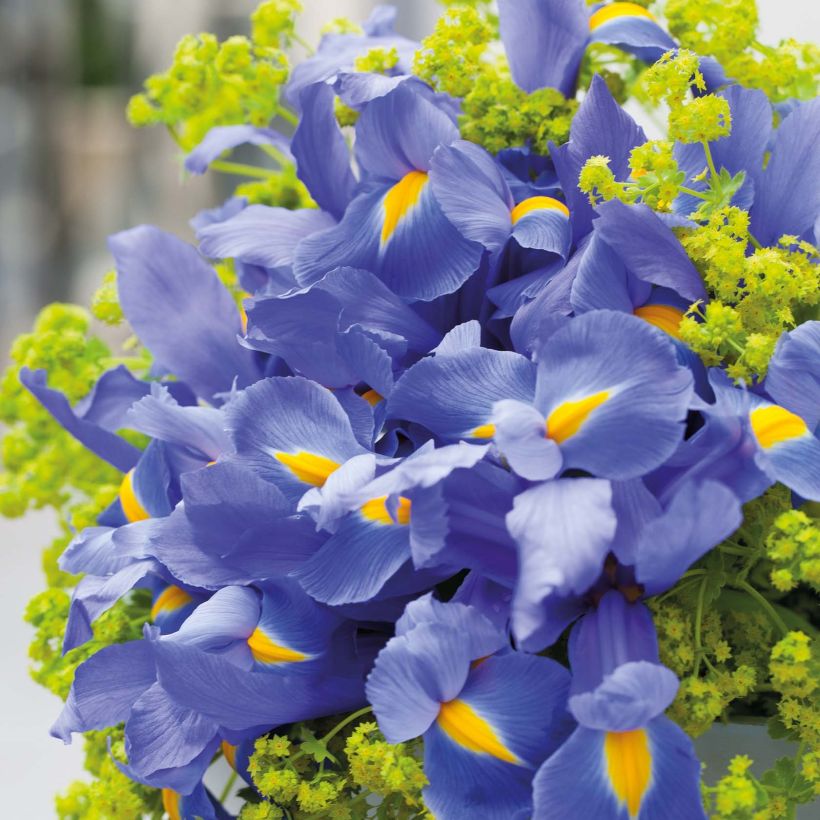 Iris hollandica Professor Blaauw - Holländische Schwertlilie (Flowering)
