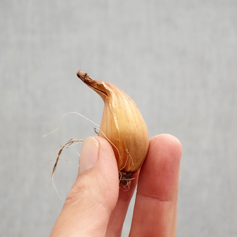 Exemplar von Iris hollandica Purple Sensation - Holländische Schwertlilie Zwiebel Kaliber/Größe 7/8 wie im Herbst geliefert