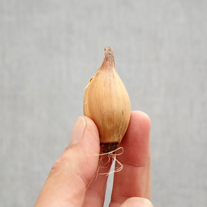 Exemplar von Iris hollandica White Excelsior - Holländische Schwertlilie Zwiebel Kaliber/Größe 8+ wie im Herbst geliefert