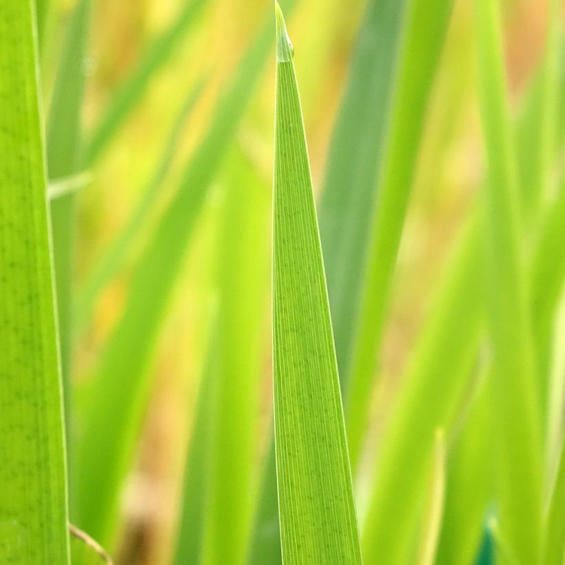 Iris louisiana Ann Chowning - Louisiana-Wasser-Iris (Foliage)