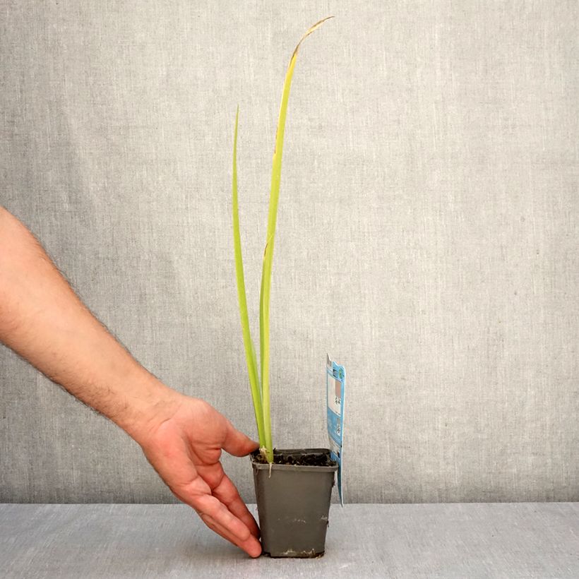 Exemplar von Iris louisiana Ann Chowning - Louisiana-Wasser-Iris Kleine Töpfe von 8/9 cm wie im Herbst geliefert