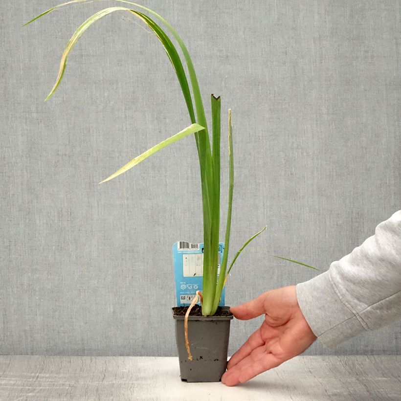 Example of Iris louisiana Ann Chowning - Louisiana-Wasser-Iris Kleine Töpfe von 8/9 cm as you get in ete