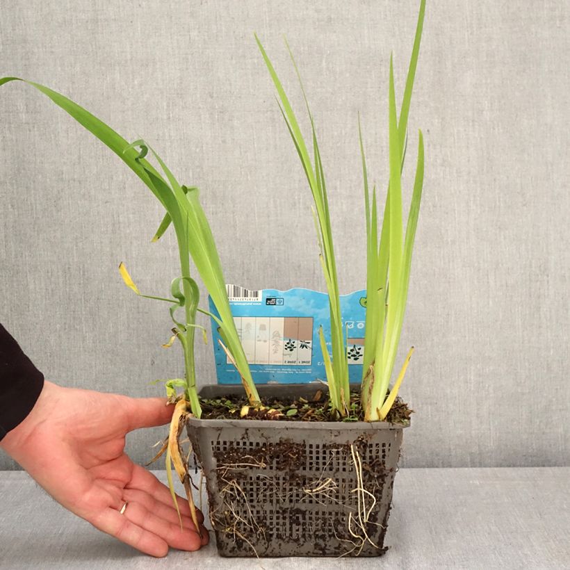 Exemplar von Iris louisiana Ann Chowning - Louisiana-Wasser-Iris Topf mit 1L/1,5L wie im Frühjahr geliefert