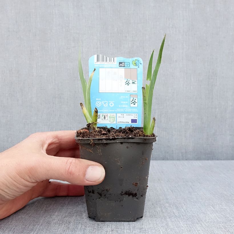 Exemplar von Iris louisiana Black Gamecock - Louisiana-Wasser-Iris Kleine Töpfe von 8/9 cm wie im Frühjahr geliefert