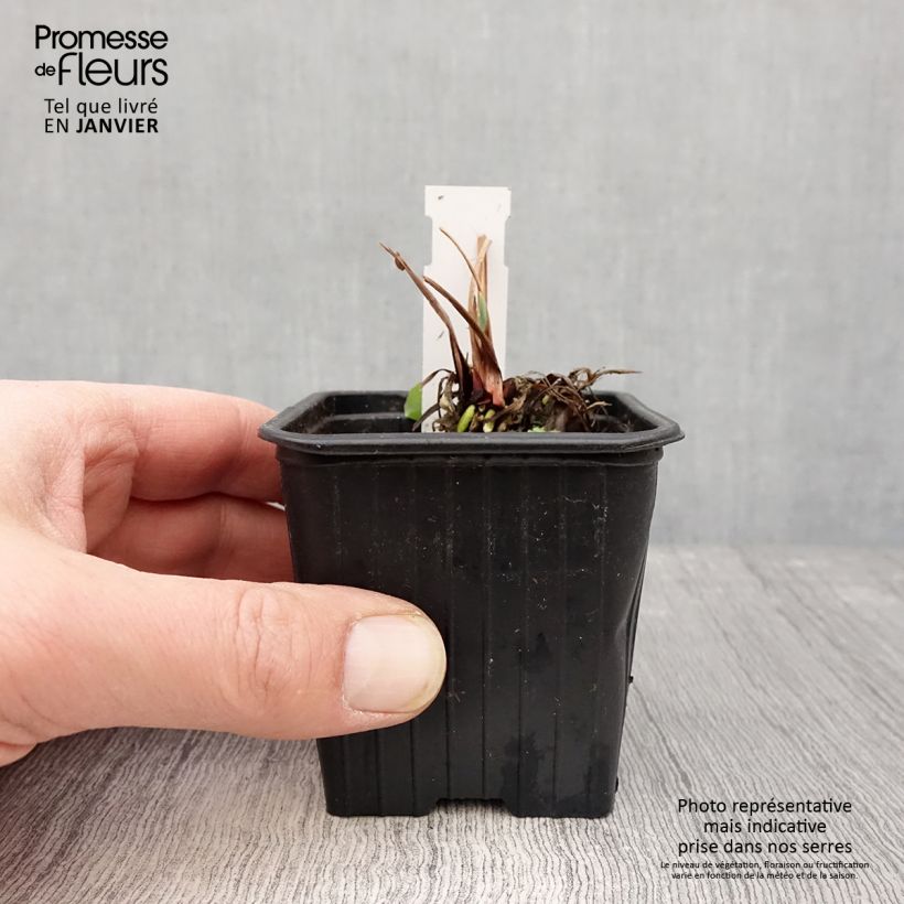 Exemplar von Iris sibirica Blue Moon - Sibirische Schwertlilie Kleine Töpfe von 8/9 cm wie im Winter geliefert