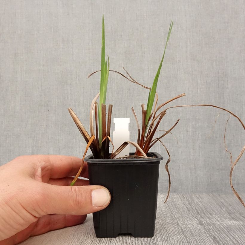 Exemplar von Iris sibirica Blue Moon - Sibirische Schwertlilie Kleine Töpfe von 8/9 cm wie im Frühjahr geliefert