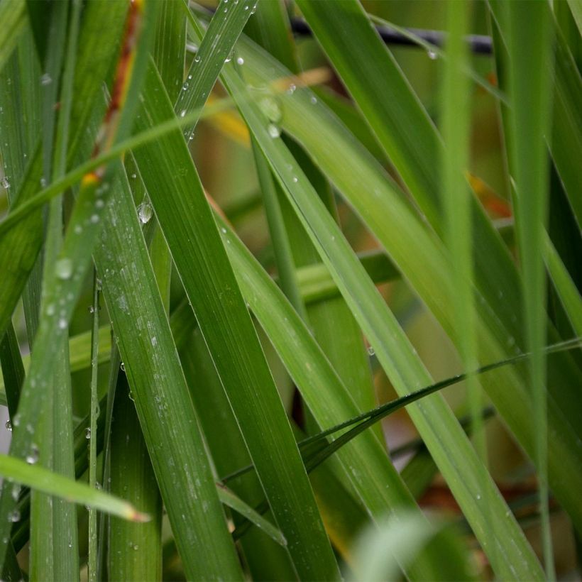 Iris sibirica Caesar's Brother - Sibirische Schwertlilie (Foliage)