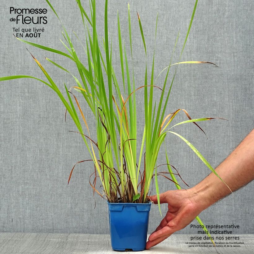Example of Iris sibirica Caesar's Brother - Sibirische Schwertlilie Topf mit 1L/1,5L as you get in ete