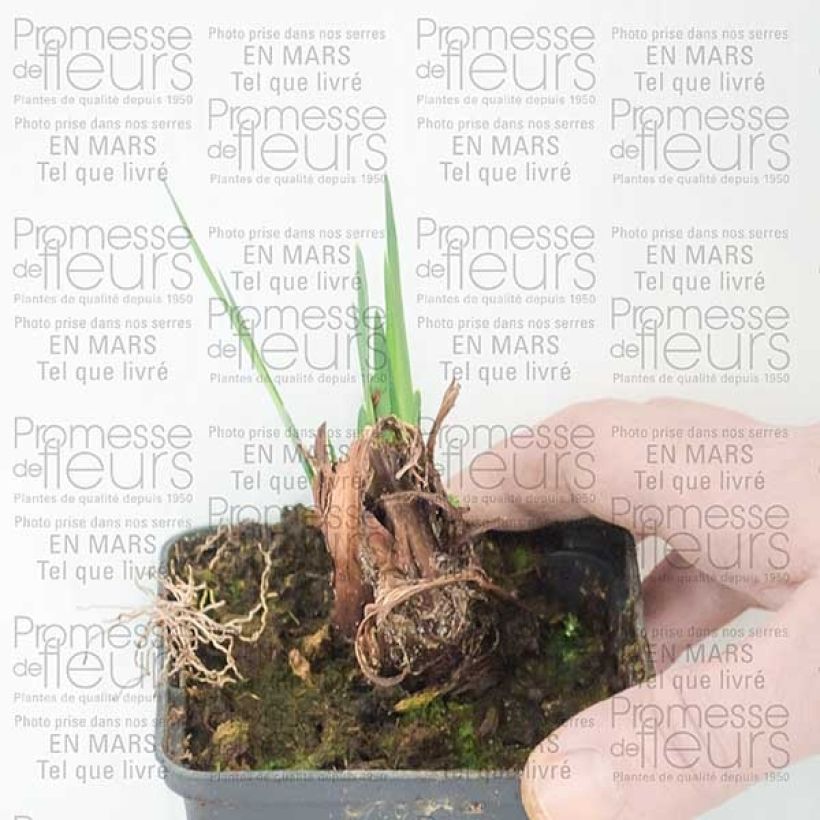 Example of Iris sibirica Dear Delight - Sibirische Schwertlilie Wurzelnackt as you get