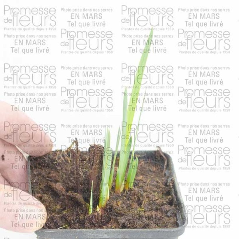 Example of Iris sibirica Double Standard - Sibirische Schwertlilie Wurzelnackt as you get