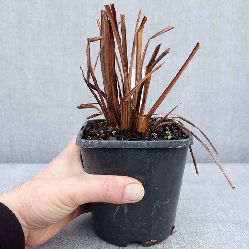 Example of Iris sibirica Double Standard - Sibirische Schwertlilie Topf mit 1,5L/2L as you get in hiver