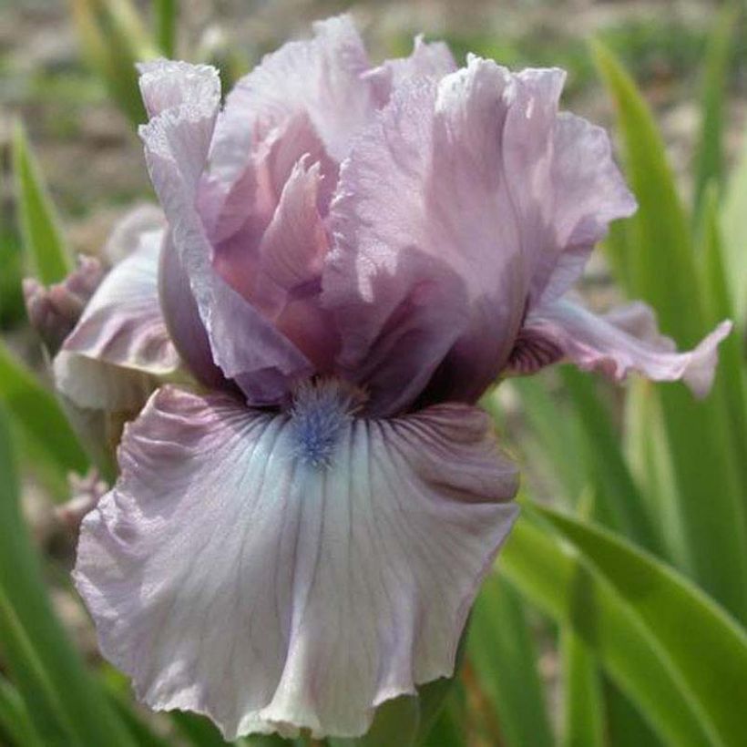 Iris Donegal - Schwertlilie (Flowering)