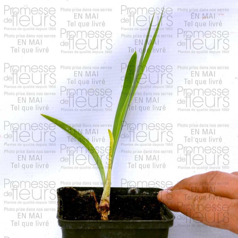 Example of Iris Donegal - Schwertlilie Kleine Töpfe von 8/9 cm as you get