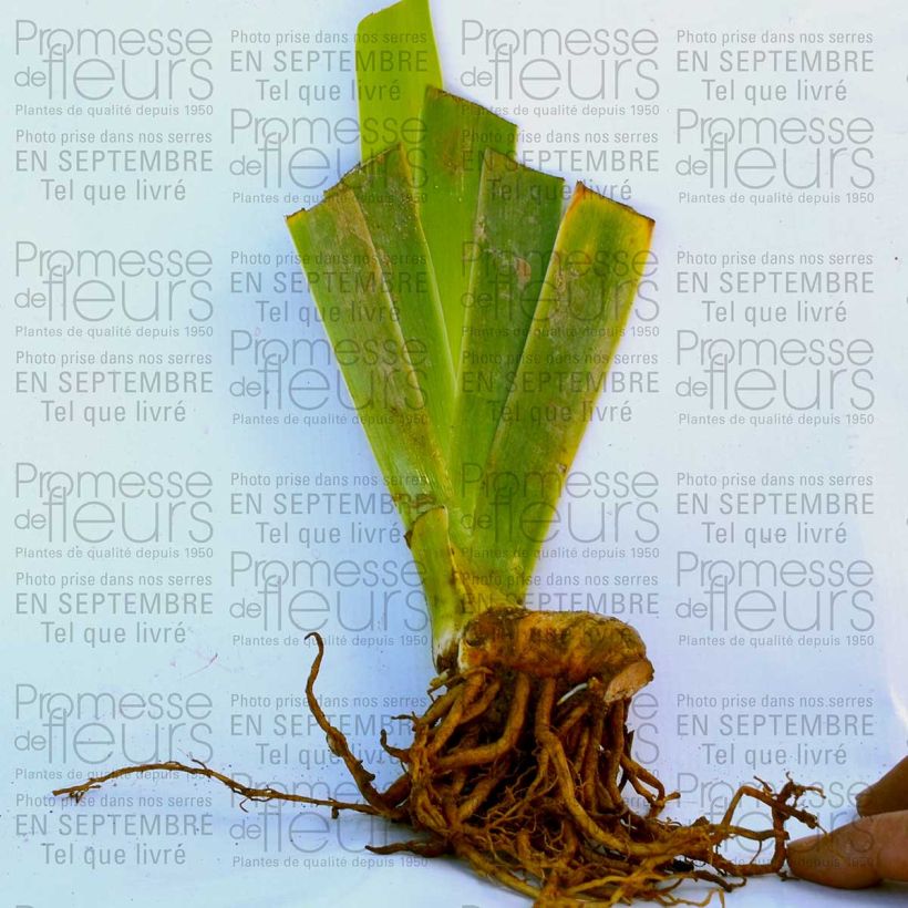 Example of Iris Double Espoir - Schwertlilie Kleine Töpfe von 8/9 cm as you get