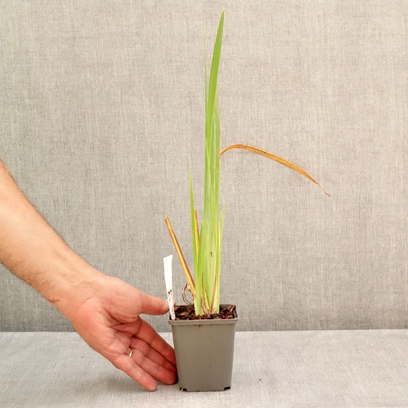 Exemplar von Iris ensata Diamant - Japanische Schwertlilie Kleine Töpfe von 8/9 cm wie im Sommer geliefert