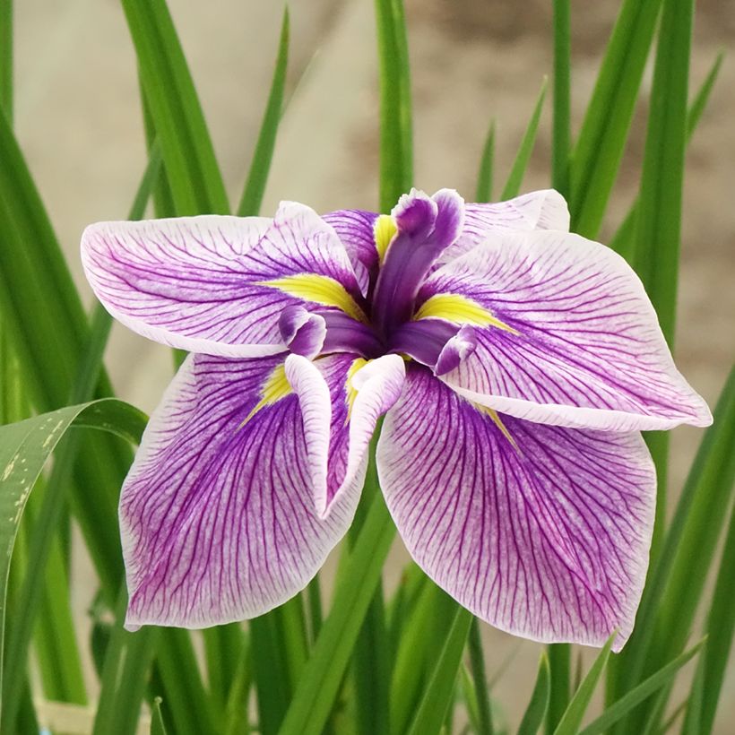 Iris ensata Dinner plate Cheese Cake - Japanische Schwertlilie (Flowering)