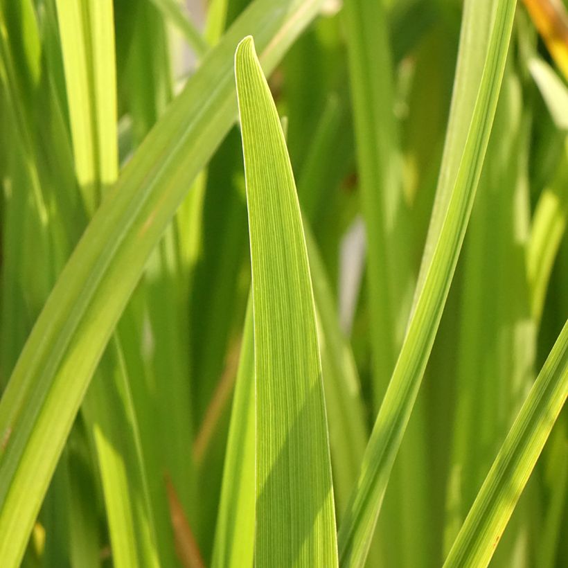 Iris ensata Dinner Plate Cupcake - Japanische Schwertlilie (Foliage)