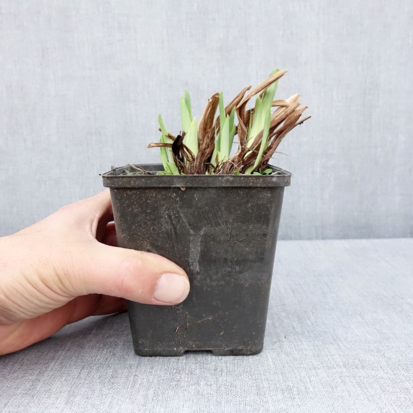 Exemplar von Iris ensata Dinner Plate Cupcake - Japanische Schwertlilie Kleine Töpfe von 8/9 cm wie im Frühjahr geliefert