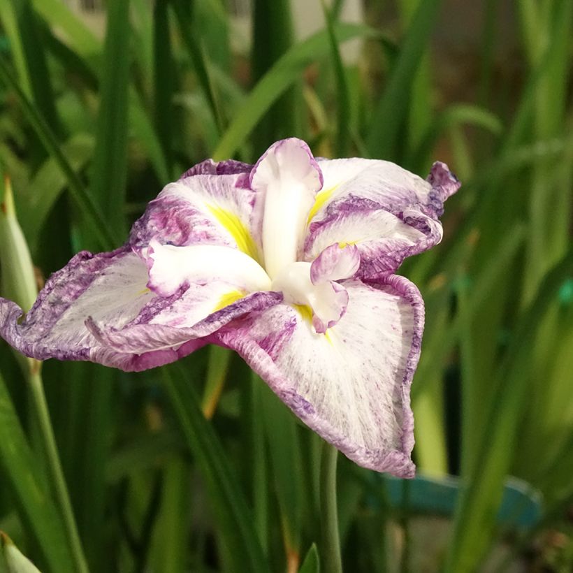 Iris ensata Dinner Plate Tiramisu - Japanische Schwertlilie (Flowering)