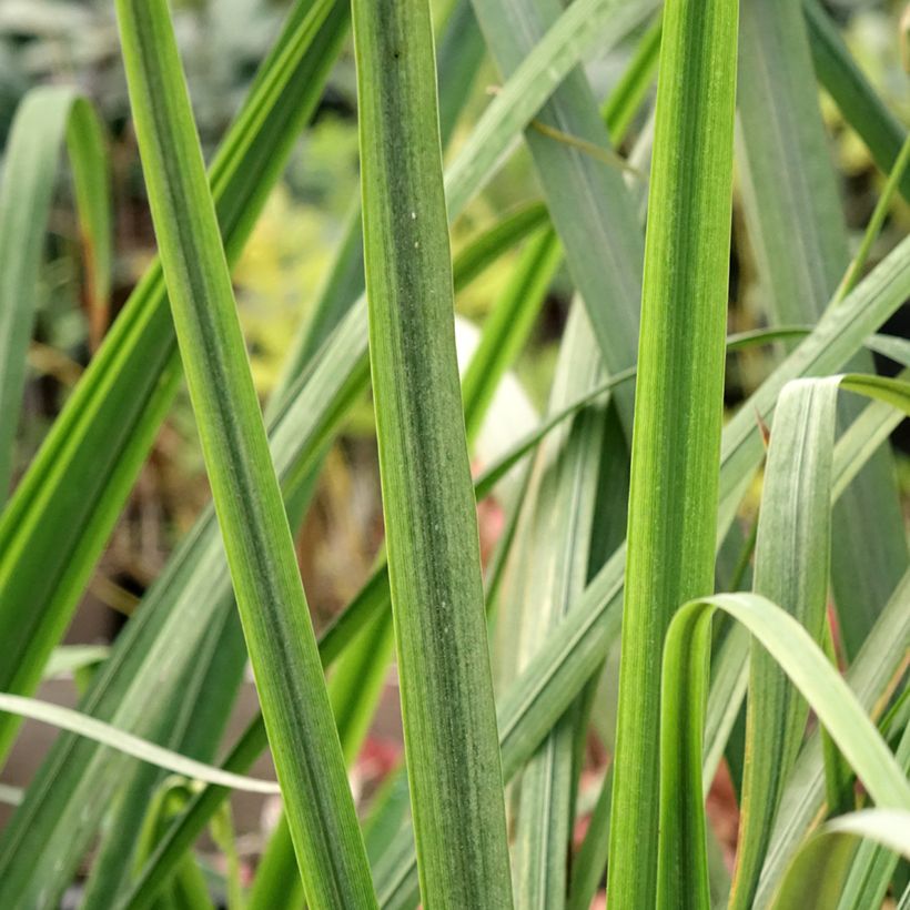 Iris ensata Dinner Plate Tub Tim Grob - Japanische Schwertlilie (Foliage)