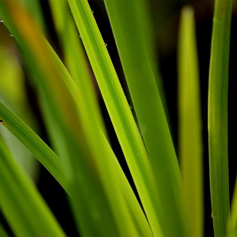 Iris ensata Gold Bound - Japanische Schwertlilie (Foliage)