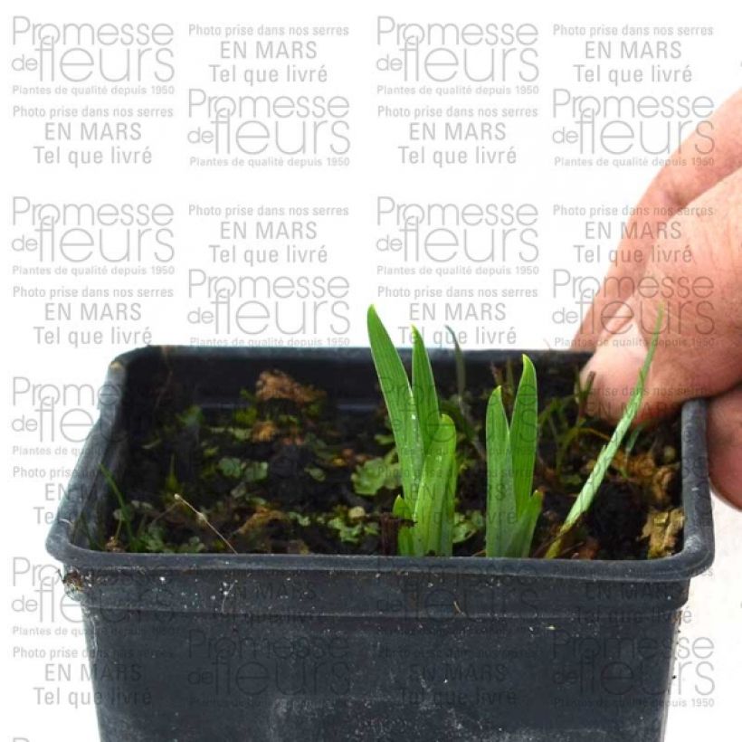 Example of Iris ensata Gold Bound - Japanische Schwertlilie Wurzelnackt as you get