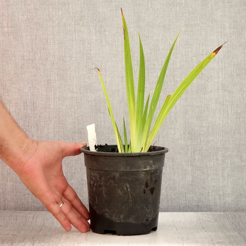 Example of Iris ensata Harlequinesque - Japanische Schwertlilie Topf mit 2L/3L as you get in ete