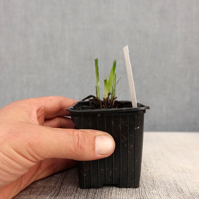 Exemplar von Iris ensata Rose Queen - Japanische Schwertlilie Kleine Töpfe von 8/9 cm wie im Frühjahr geliefert