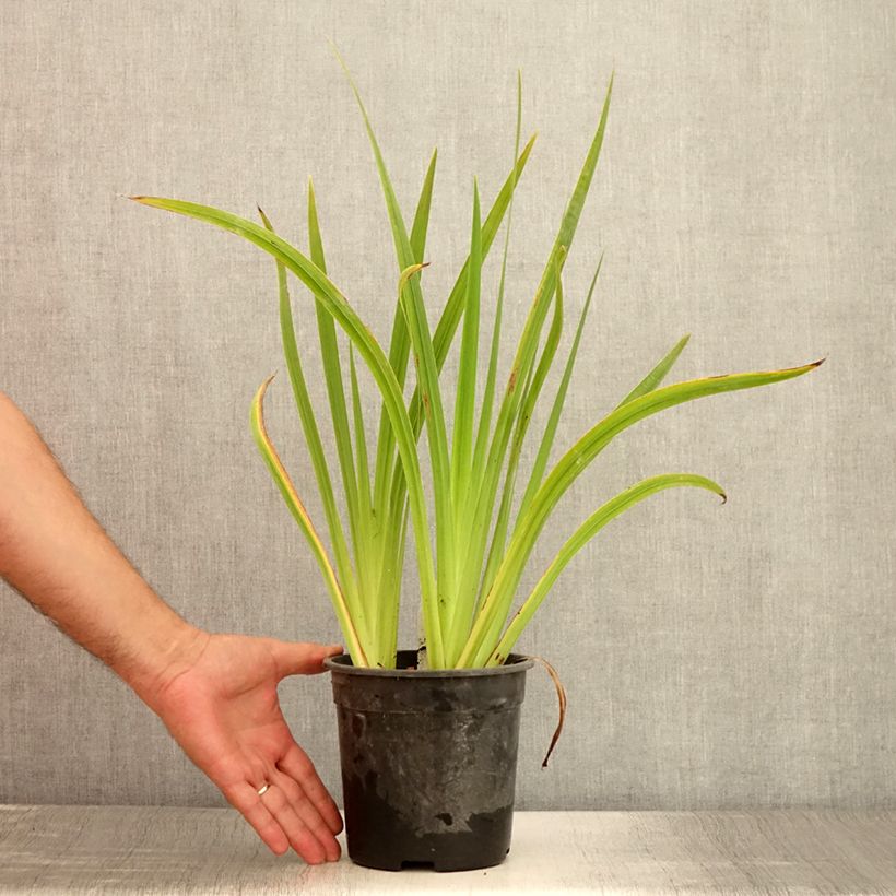Example of Iris ensata Sugar Dome - Japanische Schwertlilie Topf mit 2L/3L as you get in ete