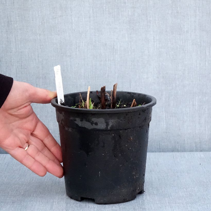 Exemplar von Iris ensata Sugar Dome - Japanische Schwertlilie Topf mit 2L/3L wie im Frühjahr geliefert