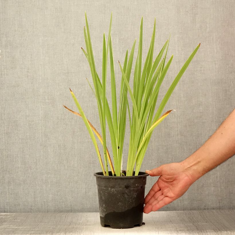 Example of Iris ensata Variegata - Japanische Schwertlilie Topf mit 2L/3L as you get in ete