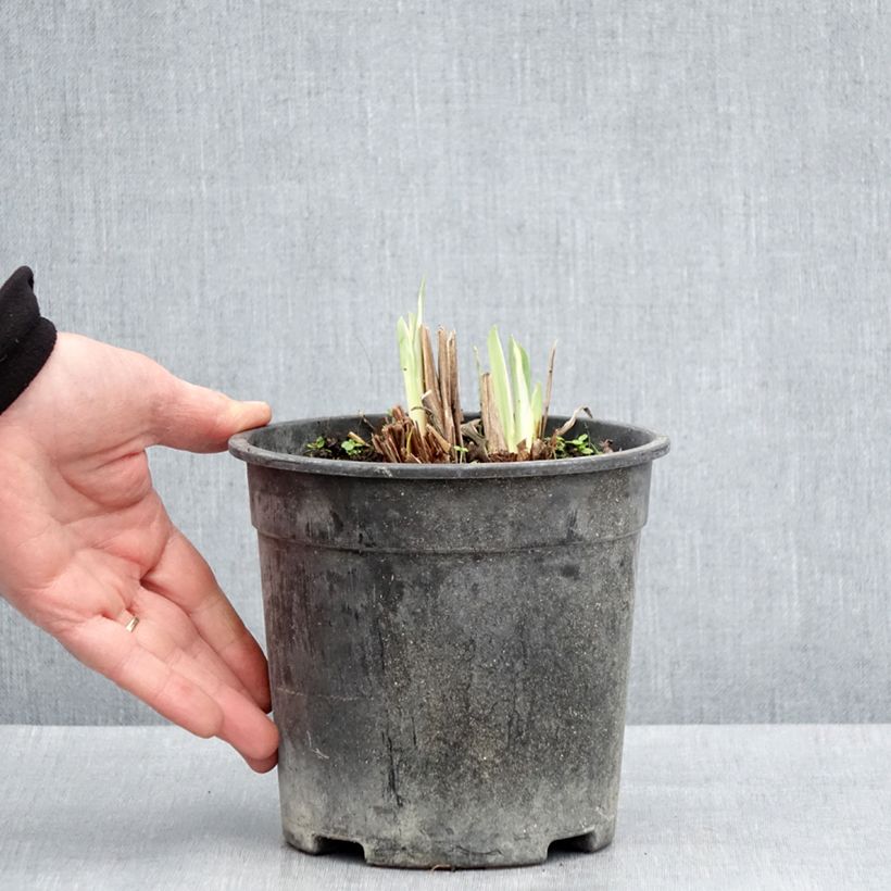 Exemplar von Iris ensata Variegata - Japanische Schwertlilie Topf mit 2L/3L wie im Frühjahr geliefert