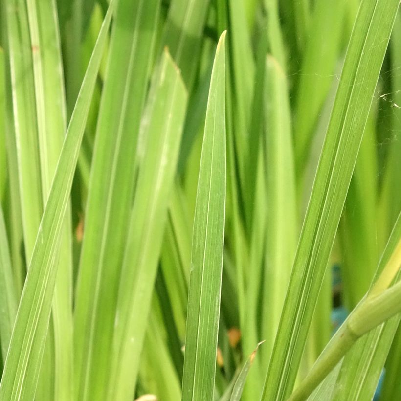 Iris ensata White Ladies - Japanische Schwertlilie (Foliage)