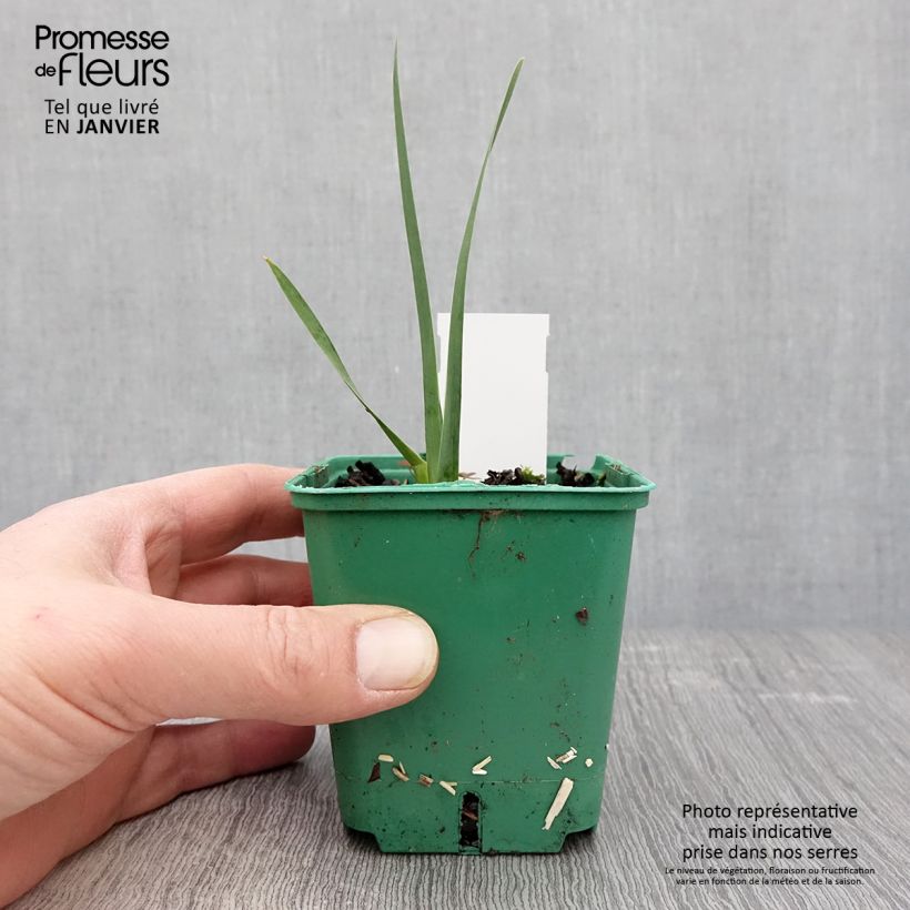Exemplar von Iris Agrippa - Schwertlilie Kleine Töpfe von 8/9 cm wie im Winter geliefert