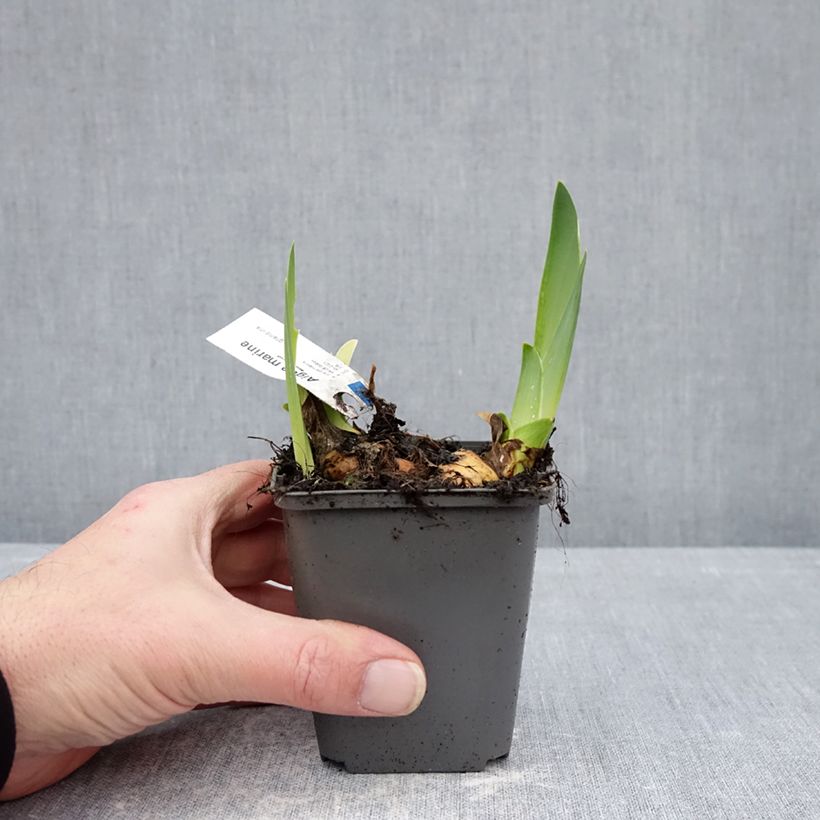 Exemplar von Iris Aigue Marine - Schwertlilie Kleine Töpfe von 8/9 cm wie im Winter geliefert