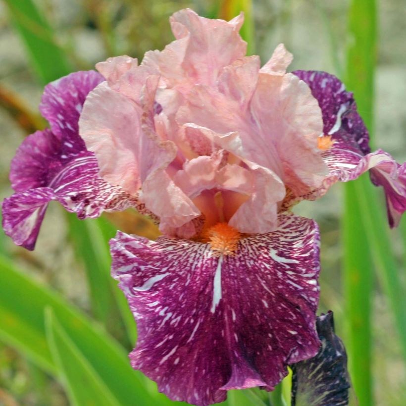 Iris Anaconda Love - Schwertlilie (Flowering)