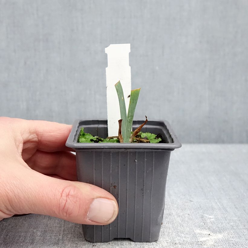 Exemplar von Iris Antique Ivory - Schwertlilie Kleine Töpfe von 8/9 cm wie im Winter geliefert